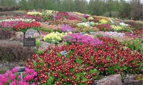 Tromsø, botanische tuin Tromsø, botanische tuin